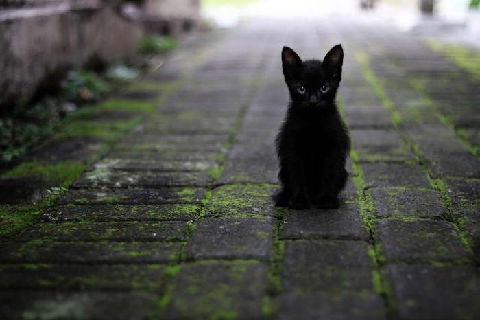 黒い招き猫からご利益を 千葉にあるパワースポット 笠森観音とは 占いのウラッテ