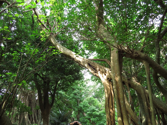 木のエネルギーを感じる！沖縄のおすすめ2大パワースポットを調査！