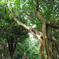 木のエネルギーを感じる！沖縄のおすすめ2大パワースポットを調査！