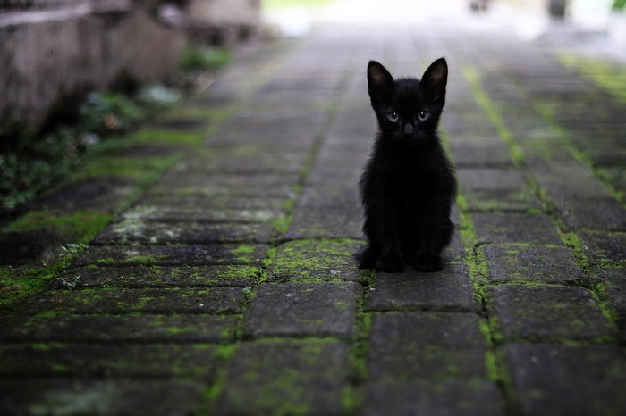 黒い招き猫からご利益を！千葉にあるパワースポット…笠森観音とは