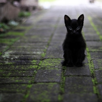 黒い招き猫からご利益を！千葉にあるパワースポット…笠森観音とは