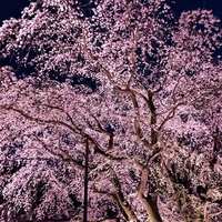 しだれ桜が人気の福井にあるパワースポット…足羽神社のご利益とは