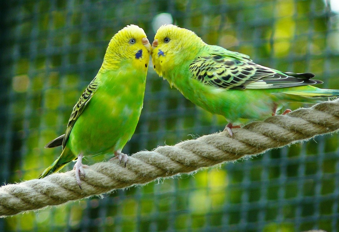 インコが夢に出てきた 夢占いの意味は 占いのウラッテ