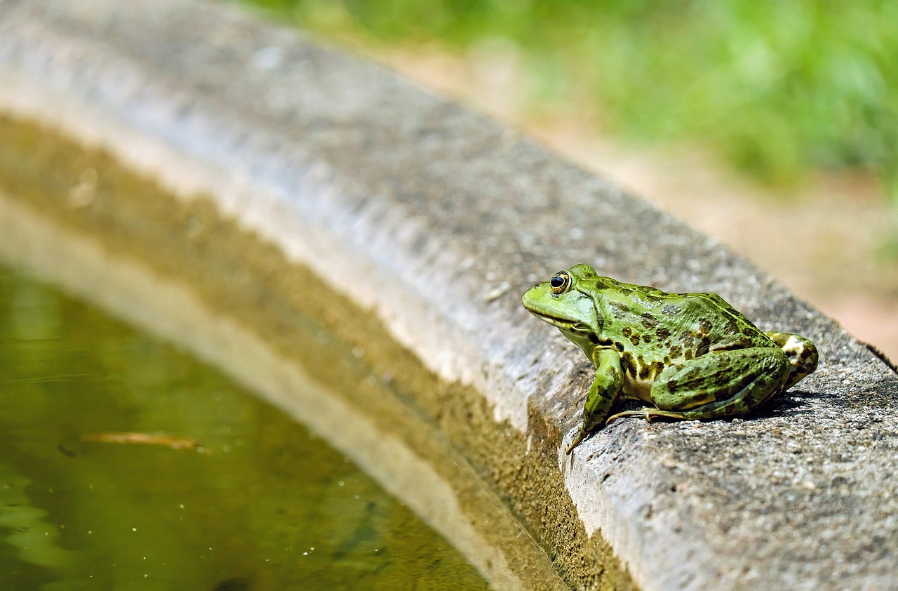 古池 や 蛙 飛び込む 水 の 音 意味