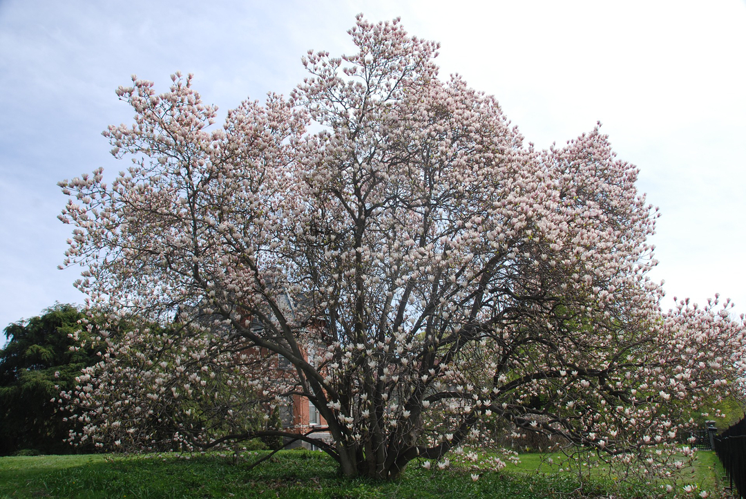 桜が咲く夢を見た 桜に関する夢占いの意味 占いのウラッテ